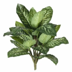 Dieffenbachia Bush Green White 47cml