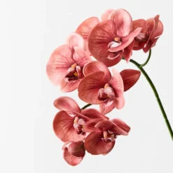 Orchid Phalaenopsis Spray Watermelon 92cml