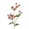 Astrantia Spray Pink Green 49cml -Stacked Store FL10