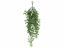 Hanging Satin Pothos