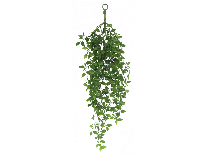 Hanging Satin Pothos 3 Hanging Satin Pothos