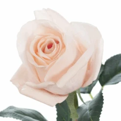 Stacked Store -Stacked Store Rosebud Open Bella Soft Pink 38cml p2