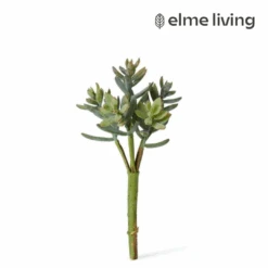 Sedum Nevii Pick Sage 10x10x17cm