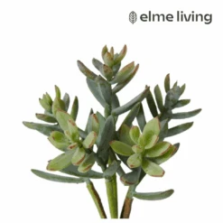Stacked Store -Stacked Store Sedum Nevii Pick Sage 10x10x17cm p2